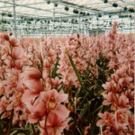 Snij orchidee Cymbidium