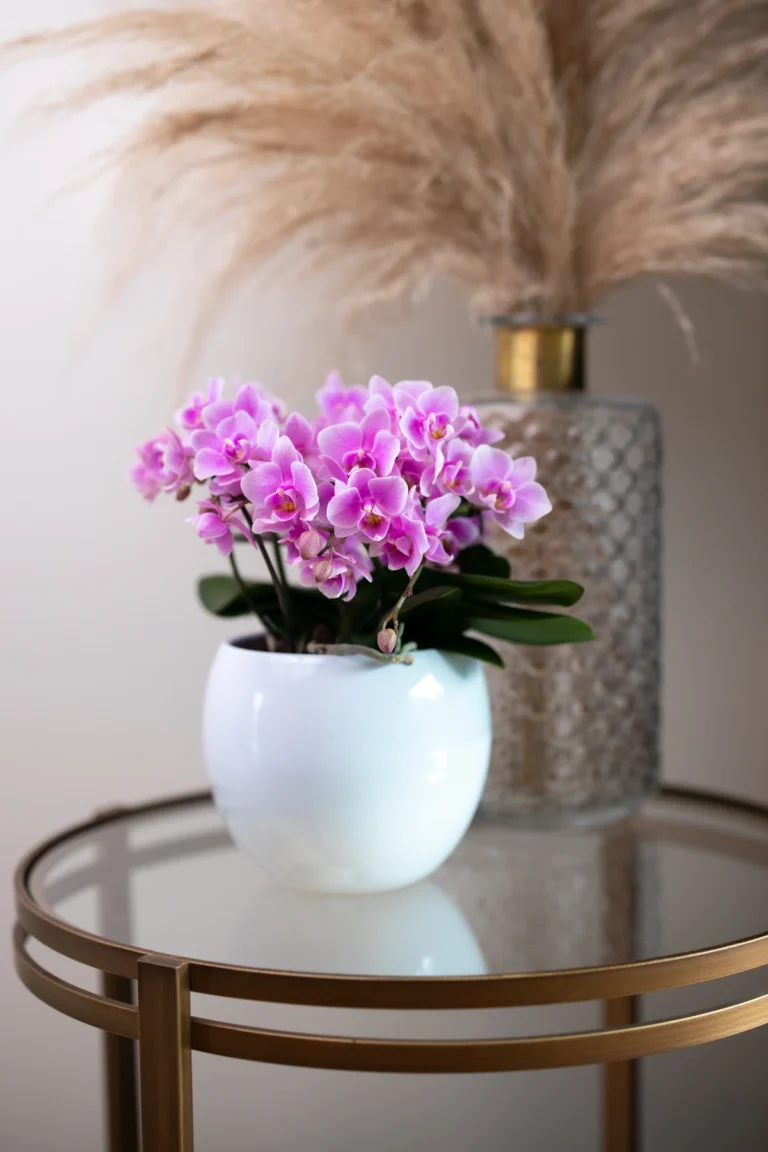 Pannekoek Orchideeën