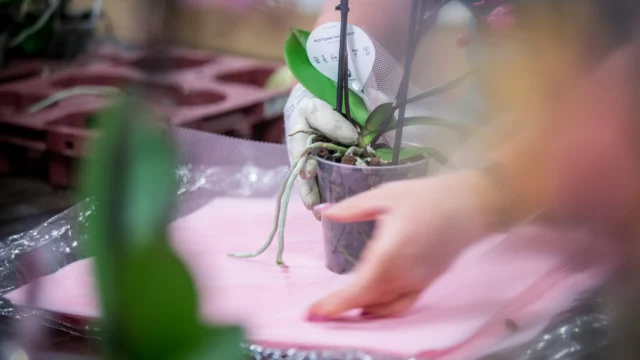 Kwekerij in Berkel en Rodenrijs Pannekoek Orchideeën