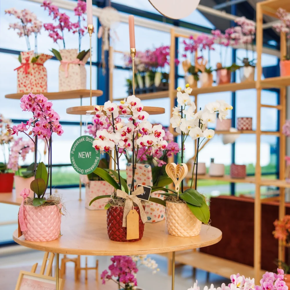 Pannekoekshop Kwekerij in Berkel en Rodenrijs Pannekoek Orchideeën