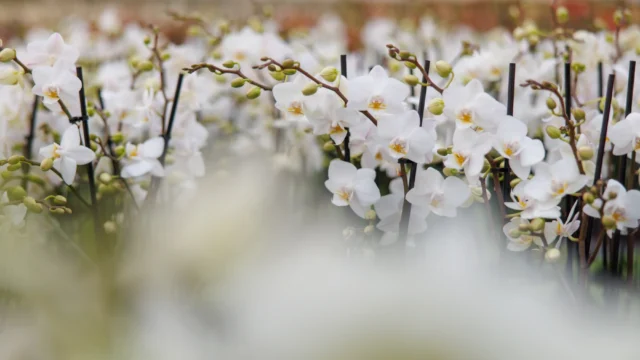 Kwekerij in Berkel en Rodenrijs Pannekoek Orchideeën