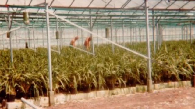 Geschiedenis Pannekoek orchideeën
