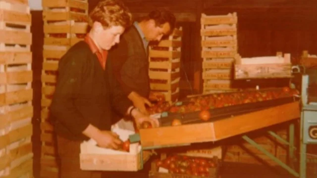 Geschiedenis Pannekoek orchideeën