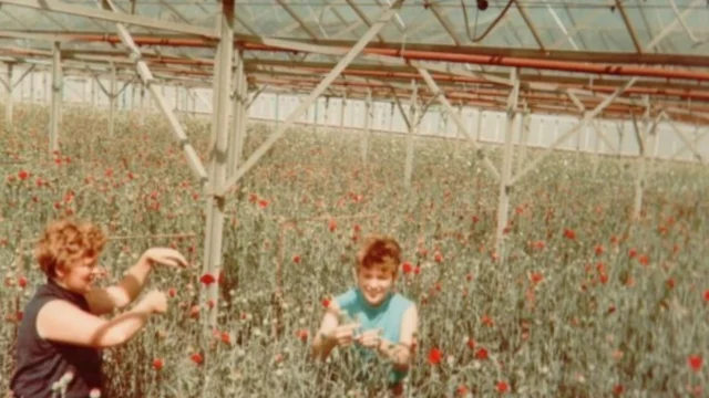 Geschiedenis Pannekoek orchideeën