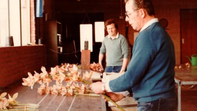 Geschiedenis Pannekoek orchideeën