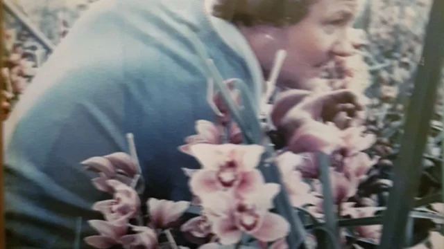 Geschiedenis Pannekoek orchideeën