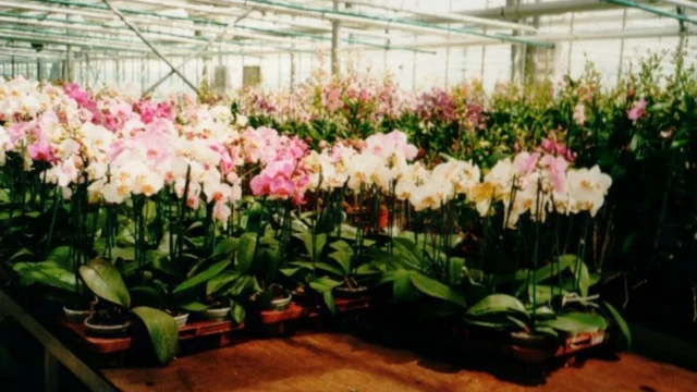 Geschiedenis Pannekoek orchideeën