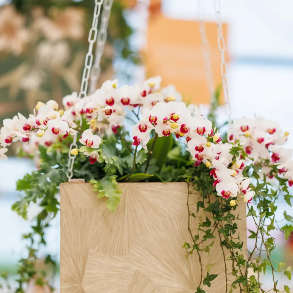 Verzorgingstips voor uw Phalaenopsis